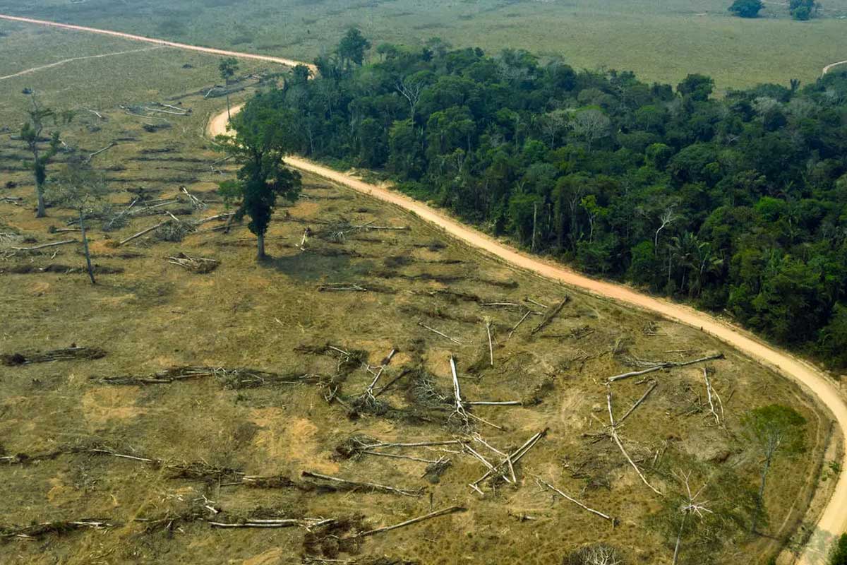 Selvas tropicales destruidas
